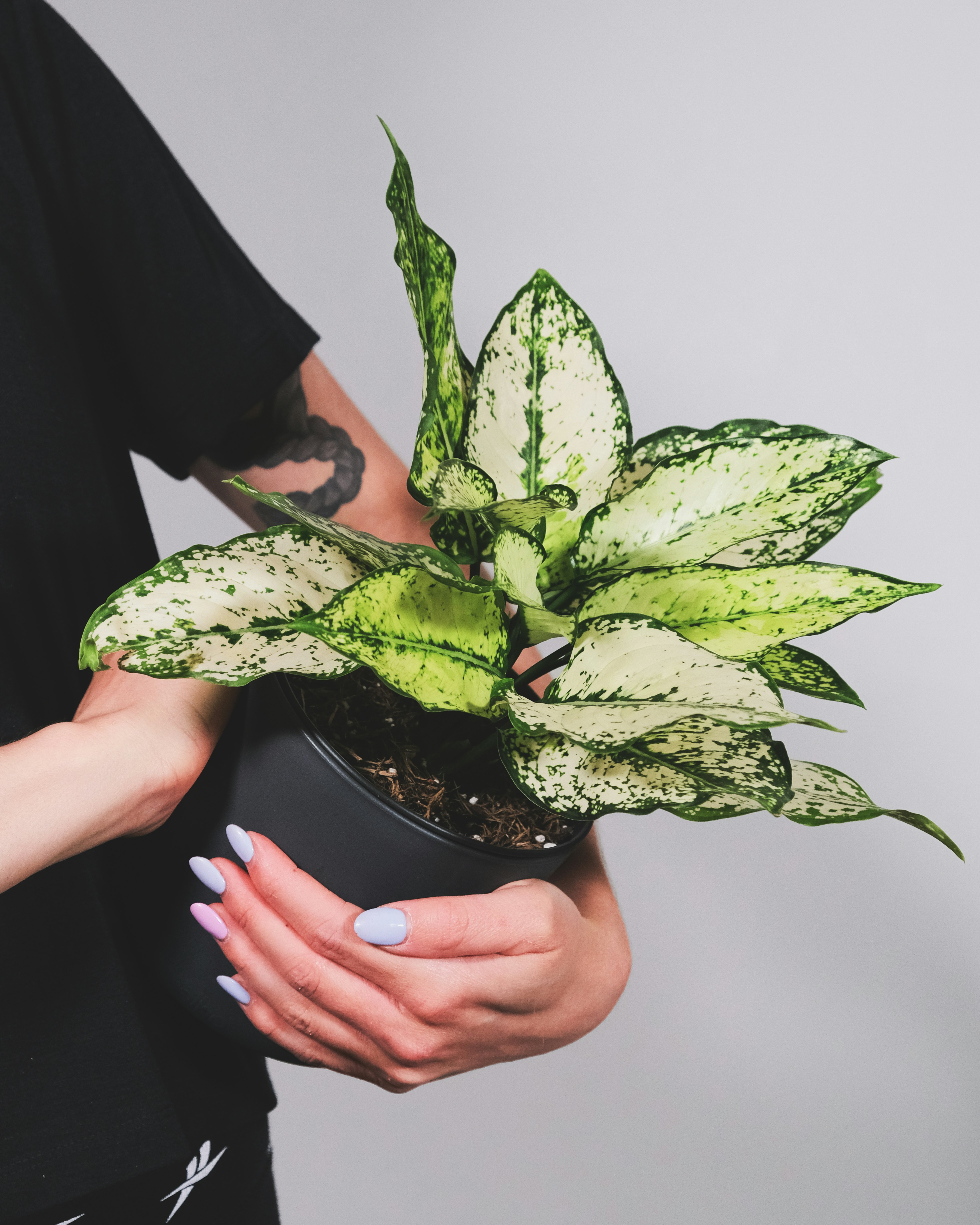 person holding green plant in black pot